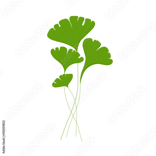 gingko leaf Vector stock illustration. Pastel poster for a wedding invitation. Gentle botany. gingko biloba bright green color close-up. Isolated on a white background.