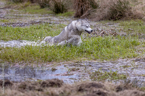 Husky Siberian dog (or wolf) playing in the water while moving.