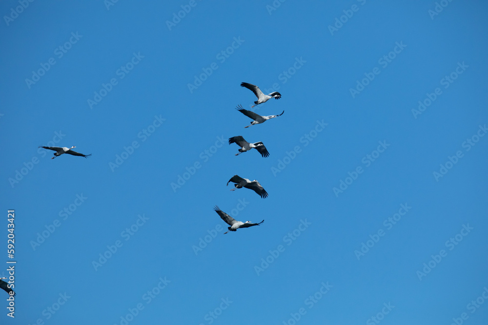 Flock of migrating Grey herons in the sky