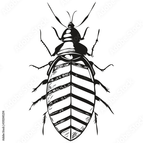cockroach  vintage illustration, black and white vector art cockroaches