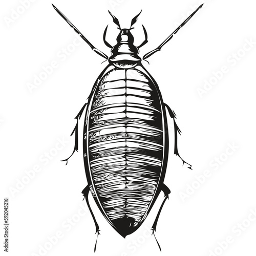 cockroach  vintage illustration, black and white vector art cockroaches