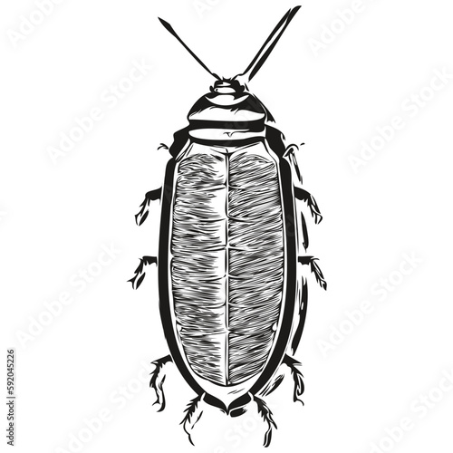 cockroach  vintage illustration, black and white vector art cockroaches