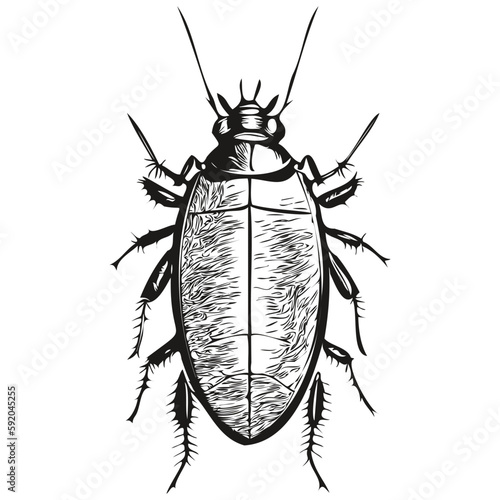 cockroach logo, black and white illustration hand drawing cockroaches