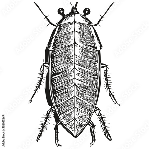 cockroach logo, black and white illustration hand drawing cockroaches