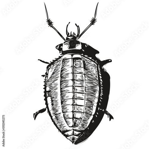 cockroach logo, black and white illustration hand drawing cockroaches