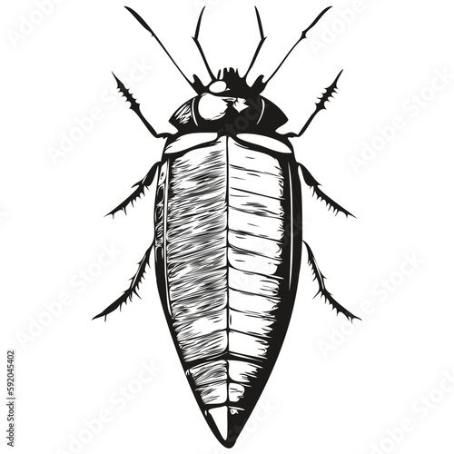 cockroach sketches, outline with transparent background, hand drawn illustration cockroaches
