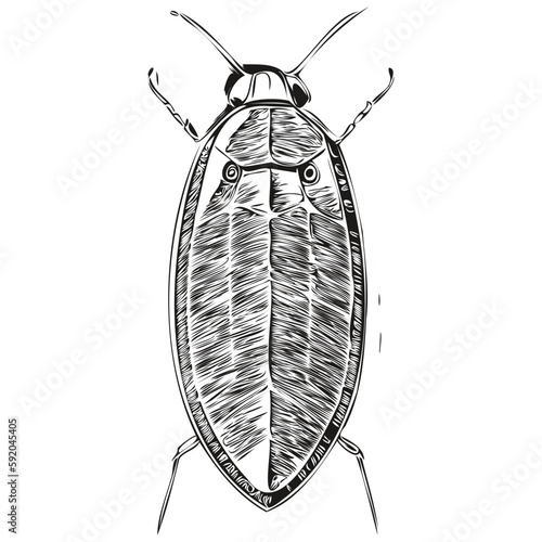 cockroach sketches, outline with transparent background, hand drawn illustration cockroaches