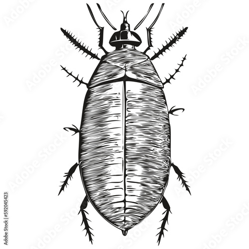cockroach sketches, outline with transparent background, hand drawn illustration cockroaches
