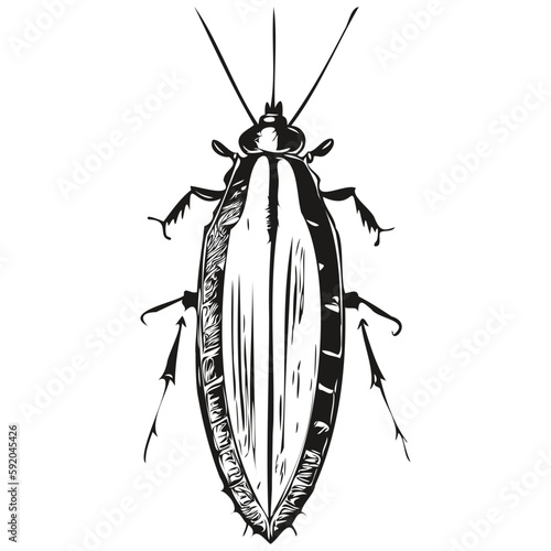 cockroach sketchy, graphic portrait of a cockroach on a white background, cockroaches