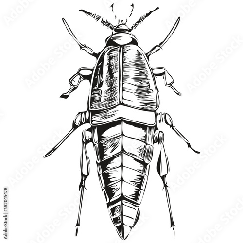 cockroach sketches, outline with transparent background, hand drawn illustration cockroaches