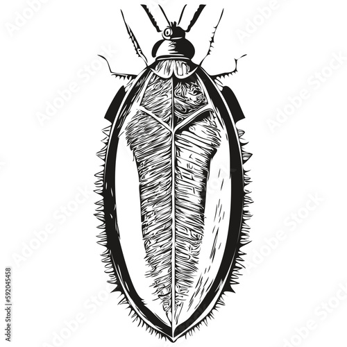 cockroach vector illustration line art drawing black and white cockroaches