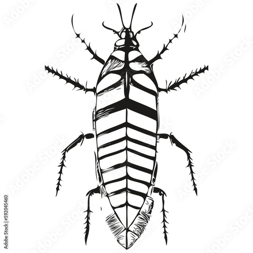 cockroach vector illustration line art drawing black and white cockroaches