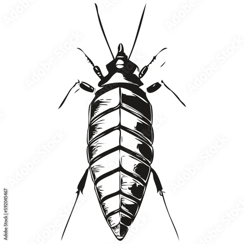 cockroach vector illustration line art drawing black and white cockroaches