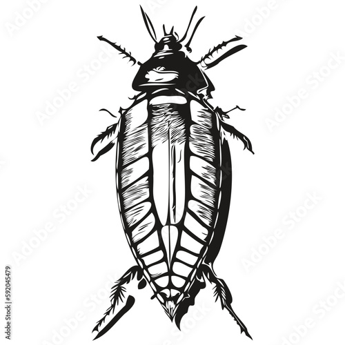 cockroach vector illustration line art drawing black and white cockroaches