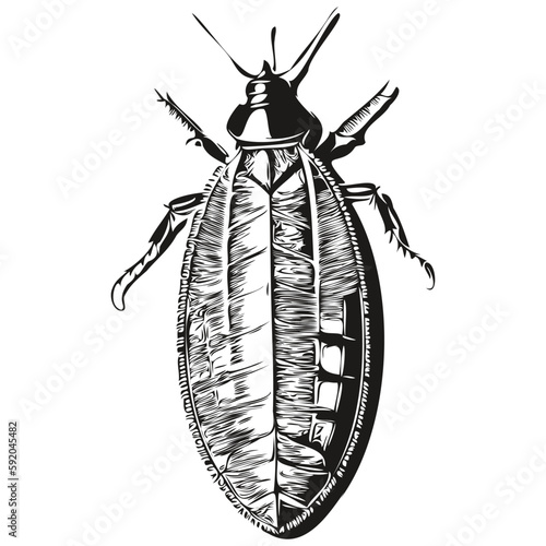 cockroach vector illustration line art drawing black and white cockroaches