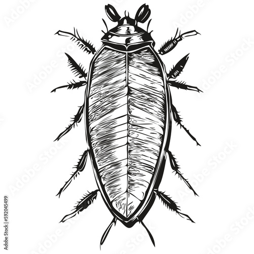 cockroach sketchy, graphic portrait of a cockroach on a white background, cockroaches