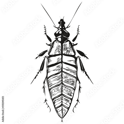 Hand drawn cockroach on a white background, cockroaches