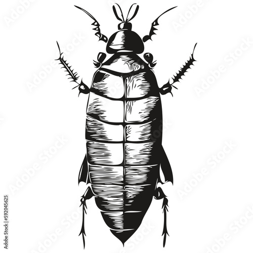 Hand drawn cockroach on a white background, cockroaches