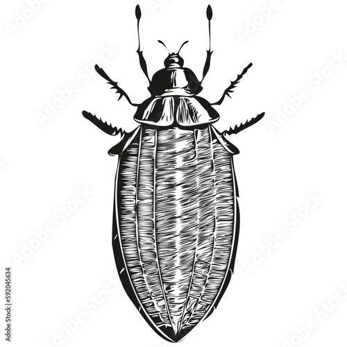 Hand drawn cockroach on a white background, cockroaches