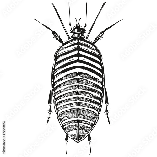 Hand drawn cockroach on a white background, cockroaches