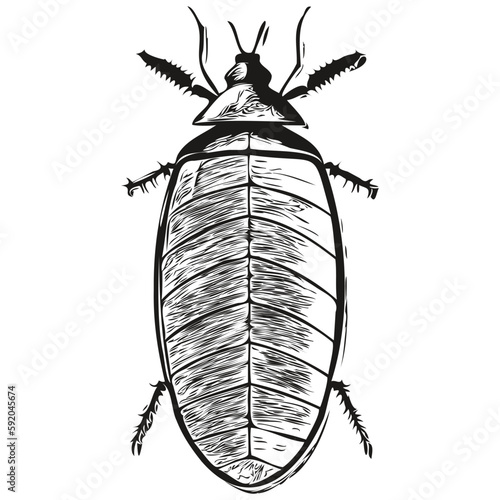 Realistic cockroach vector, hand drawn animal illustration cockroaches