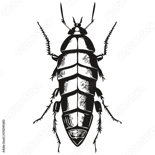 Realistic cockroach vector, hand drawn animal illustration cockroaches