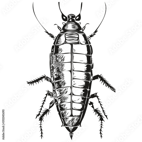 Hand drawn cockroach on a white background, cockroaches