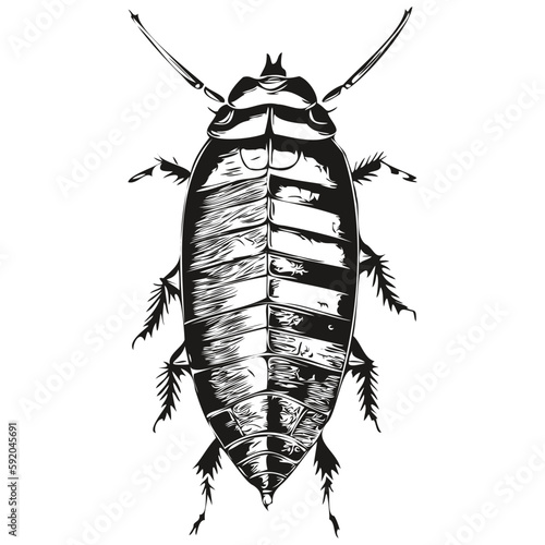 Realistic cockroach vector, hand drawn animal illustration cockroaches