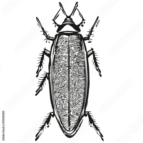 Vector image of silhouette of a cockroach on a white background, cockroaches