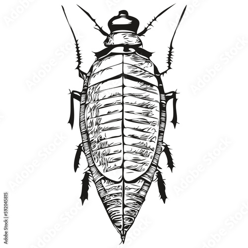 Realistic cockroach vector, hand drawn animal illustration cockroaches