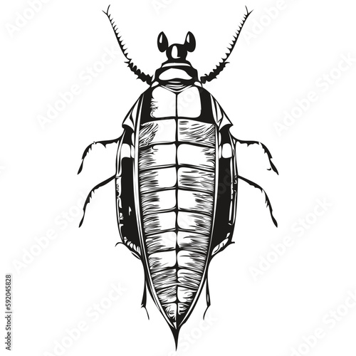 Vector image of silhouette of a cockroach on a white background, cockroaches