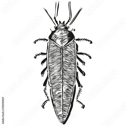Vector image of silhouette of a cockroach on a white background, cockroaches