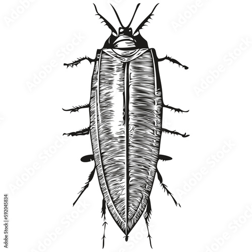 Vector image of silhouette of a cockroach on a white background, cockroaches
