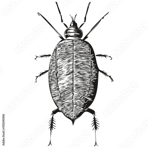 Vintage engrave isolated cockroach illustration cut ink sketch cockroaches