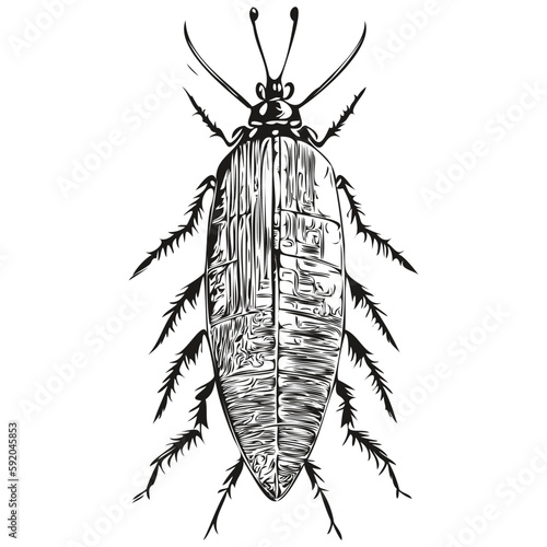 Vintage engrave isolated cockroach illustration cut ink sketch cockroaches