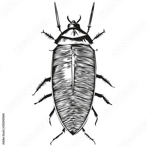 Vintage engrave isolated cockroach illustration cut ink sketch cockroaches