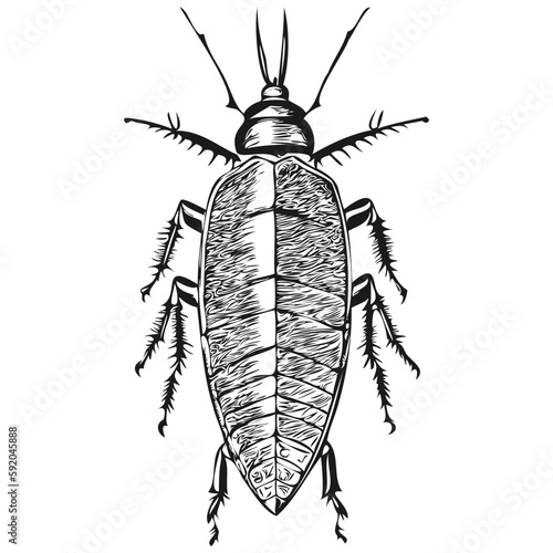 Vintage engrave isolated cockroach illustration cut ink sketch cockroaches
