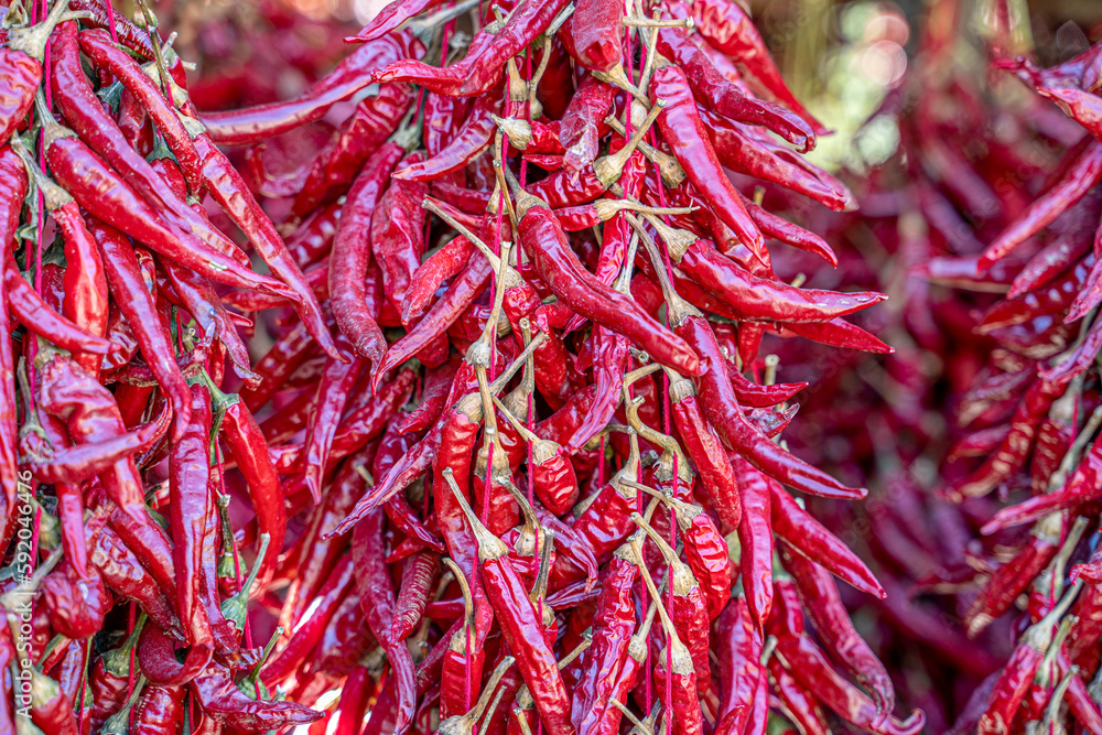 Fototapeta premium Garlands of paprika in the sunlight. The red peppers were hung on the ceiling of the house to dry.