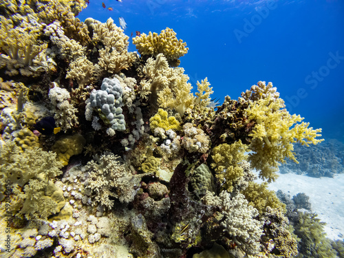 Underwater scene with exotic fishes and coral reef of the Red Sea 