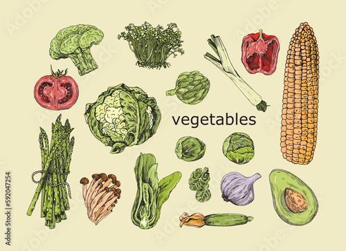 Set of vegetables vector drawing.  Avocado, cabbage, onion, asparagus, corn, tomato, garlic, paprika and others. Great for labels, posters, prints.