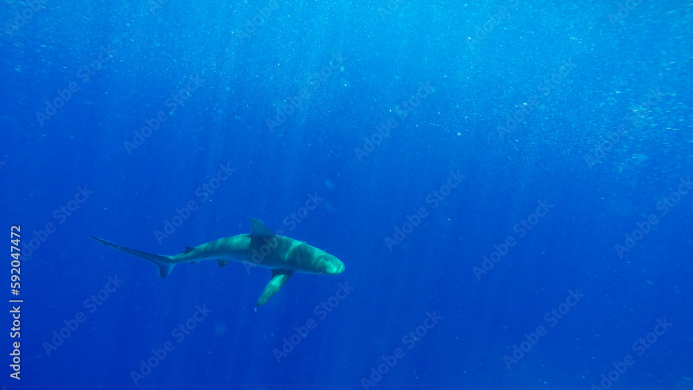 Galapagos sharks swimming under boat Galapagos sharks swimming under boat