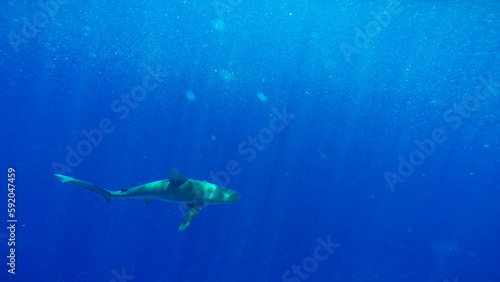 Galapagos sharks swimming under boat © jdawg316