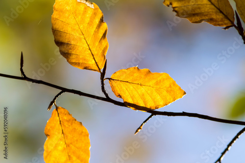 Colorful leaves in forest. Colorful leaves in autumn.
