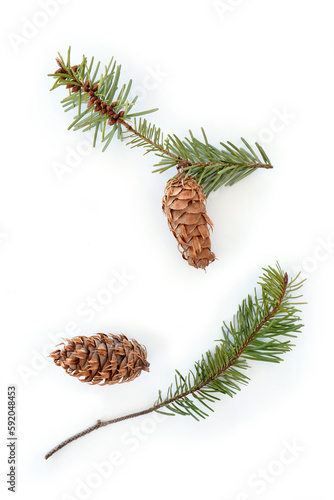 Douglas Fir branches and cones