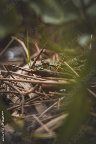 Close-up of a Green Toad - Bufotes viridis roosting in wetlands among grass and needles with brown eyes. The beauty of wild nature in detail