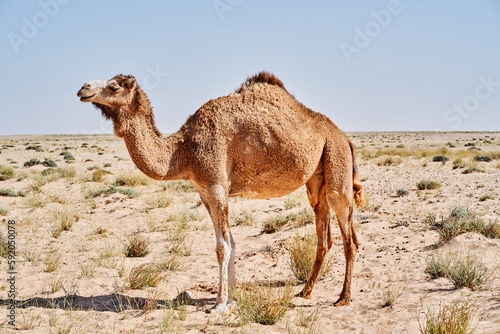 Close up pf a camel