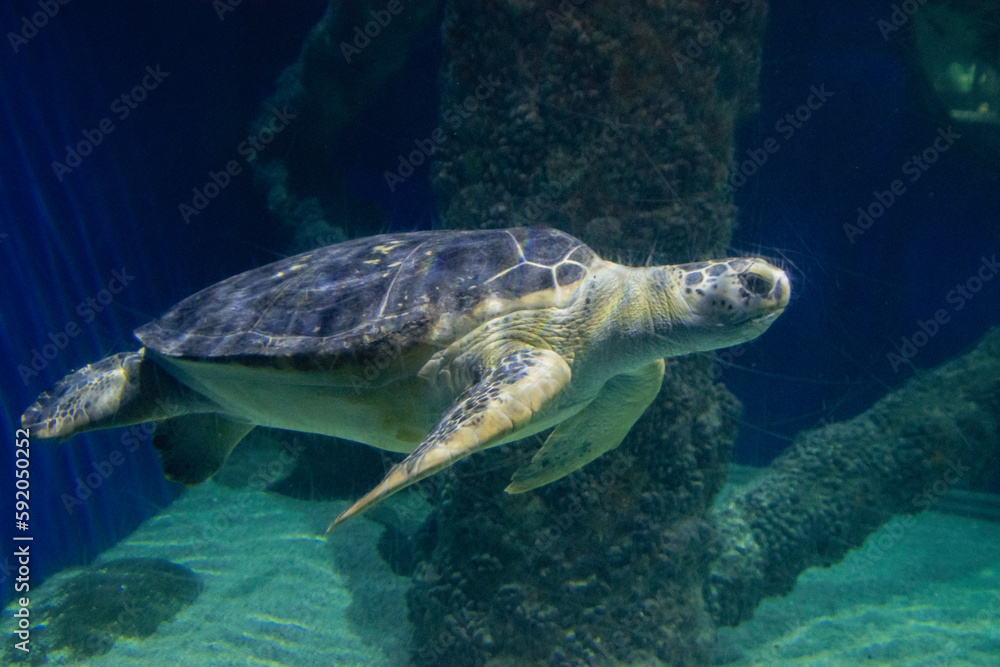 A Loggerhead sea turtle, swimming in the huge aquarium. 