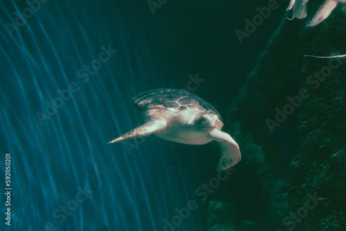 A Loggerhead sea turtle, swimming in the huge aquarium.  © JMP Traveler