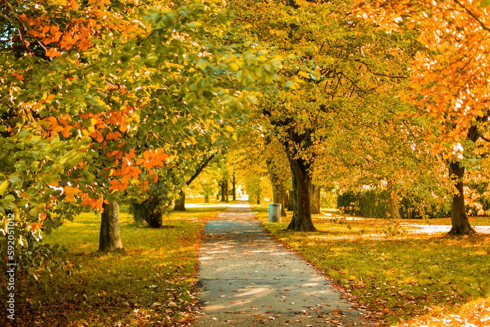 Naklejka premium Autumn trees covering path leading between the trees