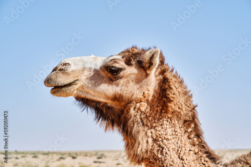 Close up pf a camel